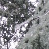 brucello-sanbuca pistoiese 004